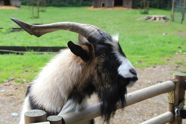 😍🌞🌞😍🌲🌳🍀 Chef | Foto: Ralf Röser