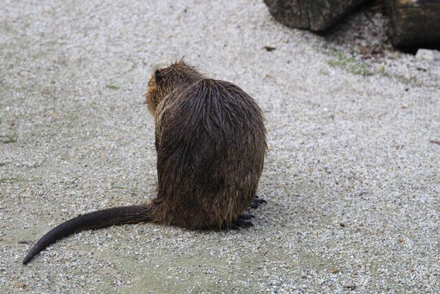 😍🌞🌞😍🌲🌳🍀 Nutria | Foto: Ralf Röser