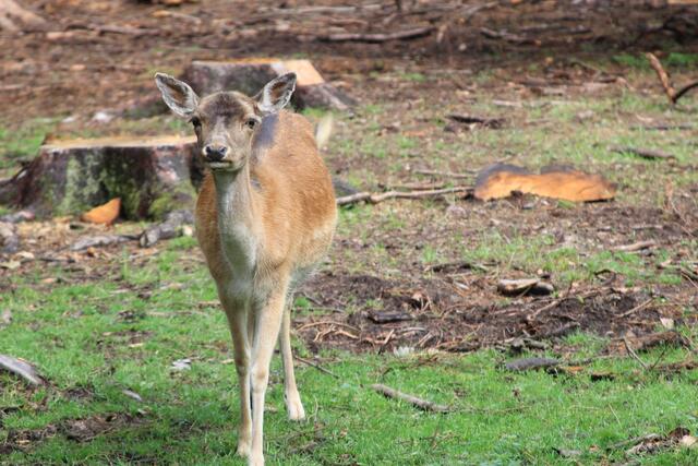 😍🌞🌞😍🌲🌳🍀 | Foto: Ralf Röser