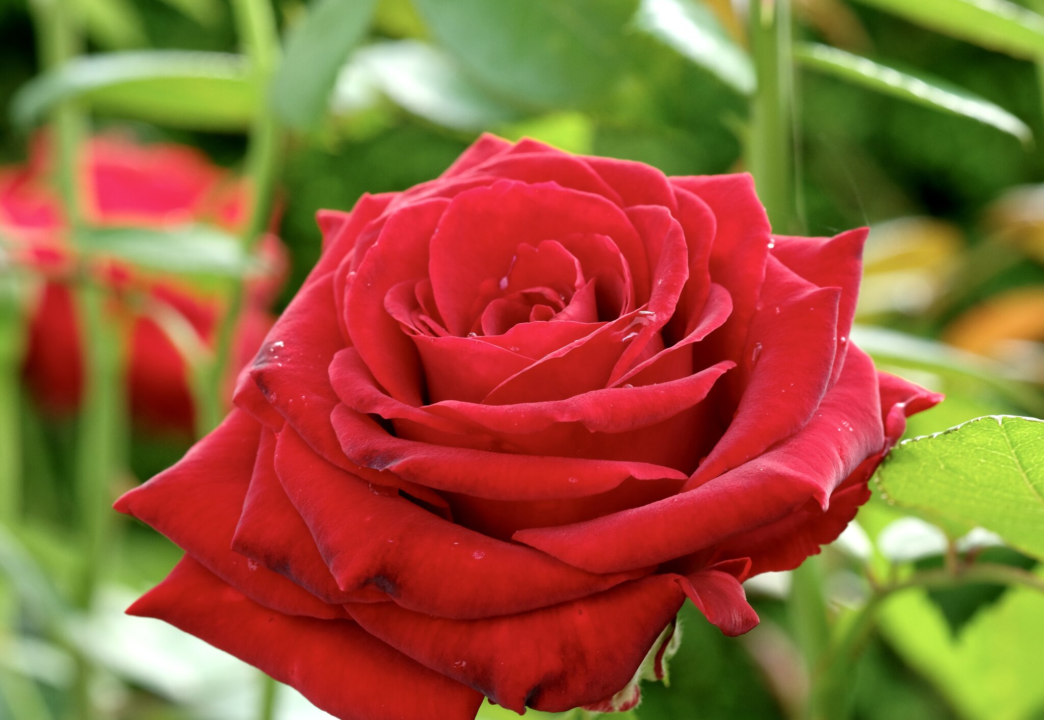 Rote Rosen: Ein Besuch bei Ingrid Bergmann - Flein