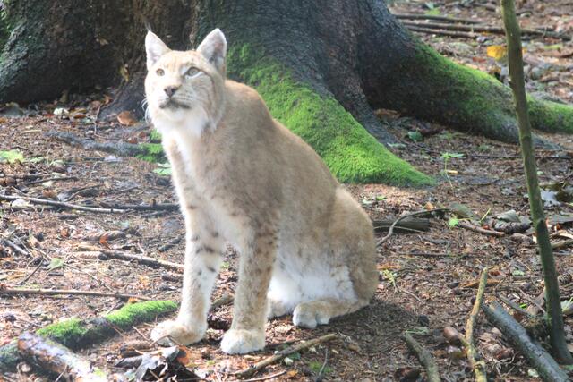 😍🌞🌞😍🌲🌳🍀 | Foto: Ralf Röser