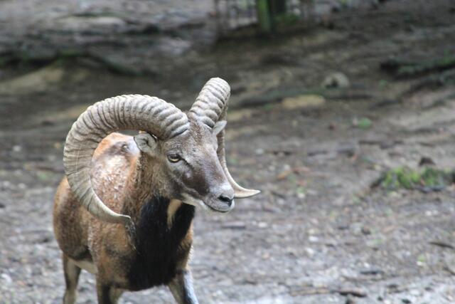 😍🌞🌞😍🌲🌳🍀 diese Hörner... | Foto: Ralf Röser