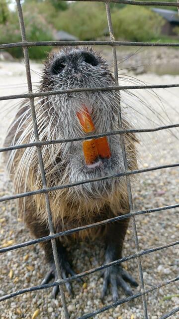 Nutria | Foto: Ralf Röser