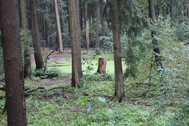 😍🌞🌞😍🌲🌳🍀 toller Wald | Foto: Ralf Röser
