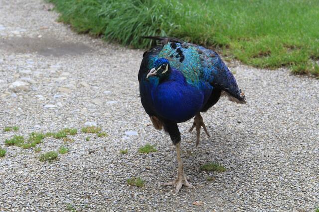 😍🌞🌞😍🌲🌳🍀 Hello | Foto: Ralf Röser