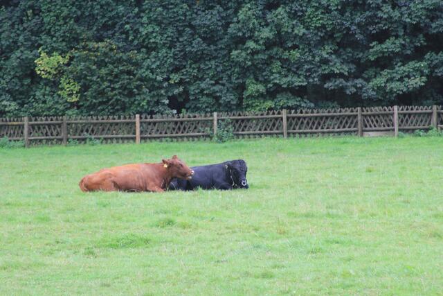 😍🌞🌞😍🌲🌳🍀 Muhhh | Foto: Ralf Röser
