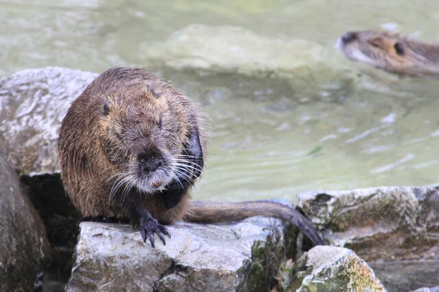 😍🌞🌞😍🌲🌳🍀 | Foto: Ralf Röser