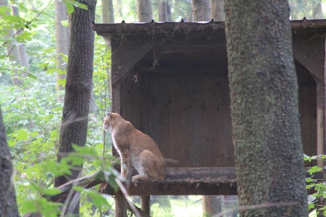 😍🌞🌞😍🌲🌳🍀 Luchs | Foto: Ralf Röser