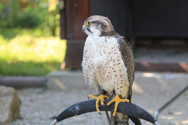 🌞🌳😍🌞 | Foto: Ralf Röser