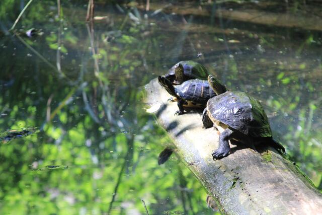 Sonnenbad | Foto: Ralf Röser