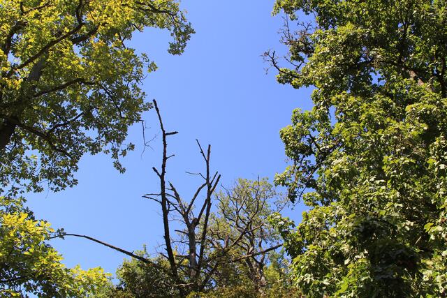 oben 🌞🌳😍🌞 | Foto: Ralf Röser