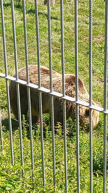 scheener Bär | Foto: Ralf Röser