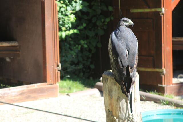 🌞🌳😍🌞 | Foto: Ralf Röser