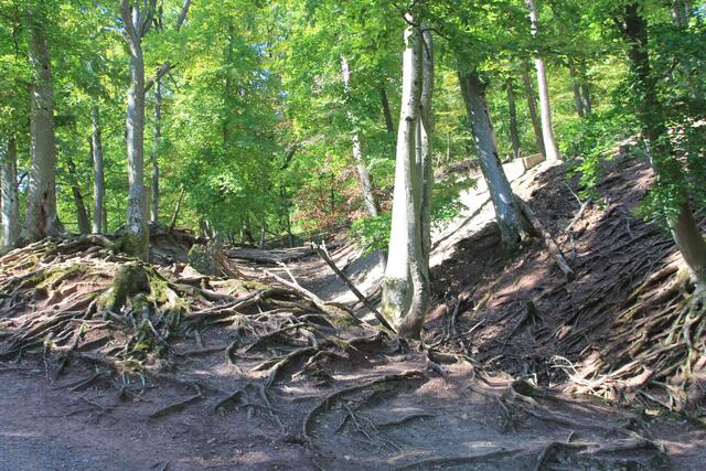 d Hammer die Wurzeln | Foto: Ralf Röser