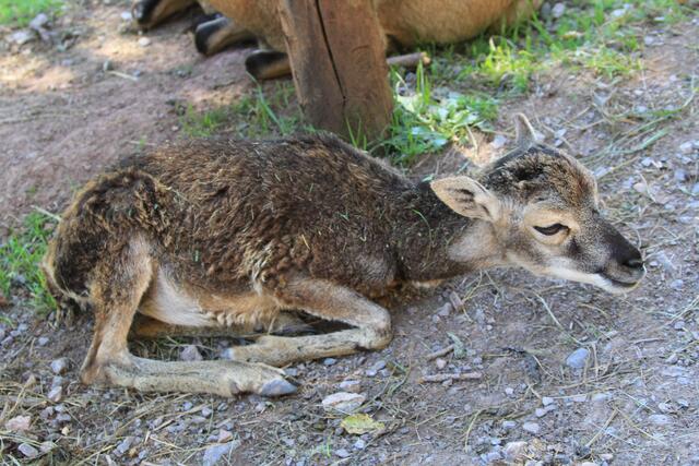 ganz jung | Foto: Ralf Röser
