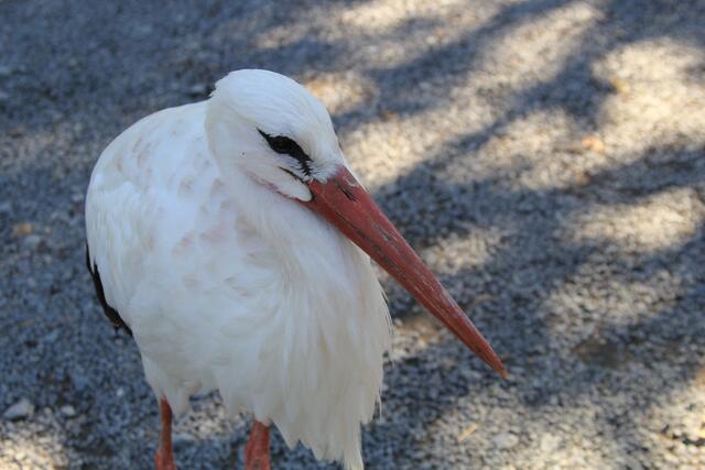 so nah | Foto: Ralf Röser