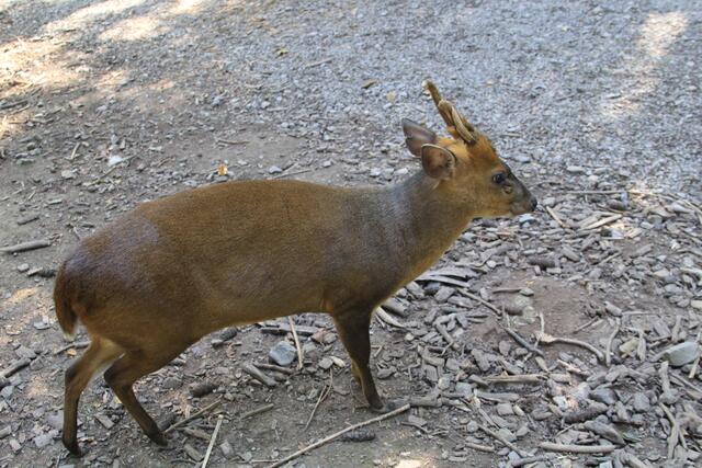 toll | Foto: Ralf Röser