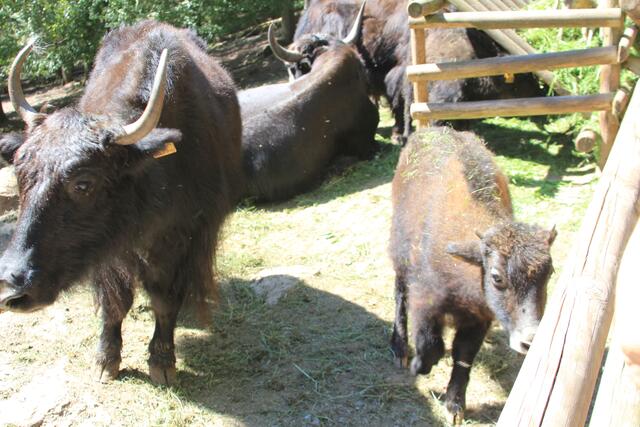 schönes Junges | Foto: Ralf Röser