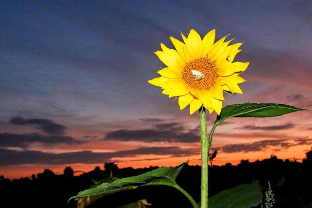Sonnenblume mit Nachtfalter und Spinne | Foto: Peter Rössler
