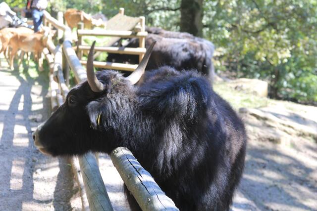 🌞🌳😍🌞 | Foto: Ralf Röser