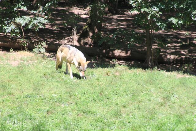 Wolf | Foto: Ralf Röser