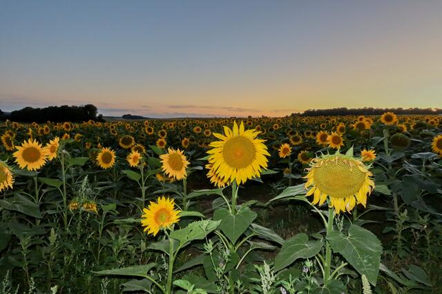 Sonnenblumenfeld am Abend bei Obereisesheim | Foto: Peter Rössler