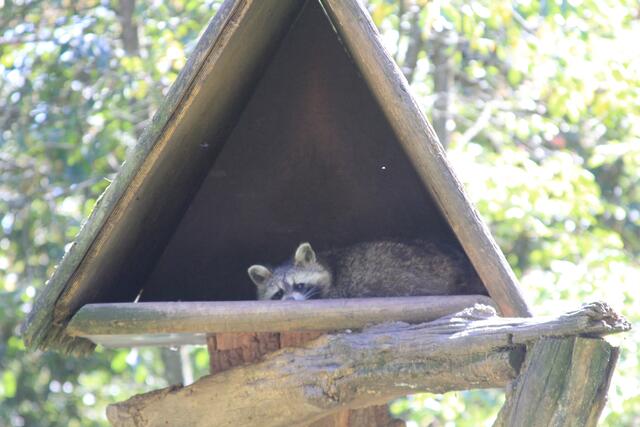 Päusle | Foto: Ralf Röser