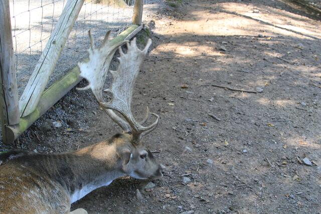 Päusle | Foto: Ralf Röser