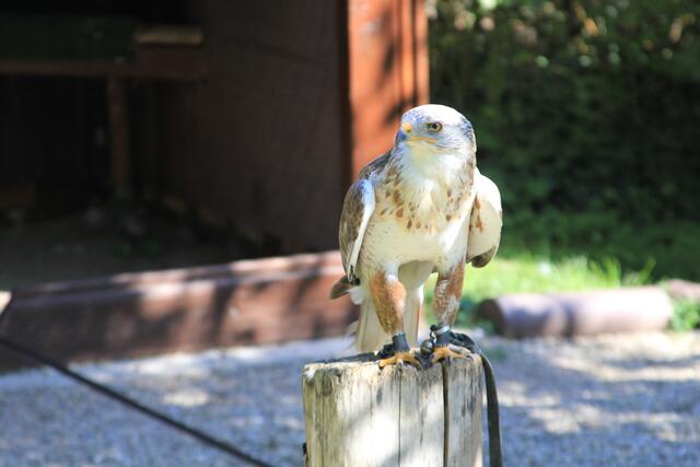🌞🌳😍🌞 | Foto: Ralf Röser