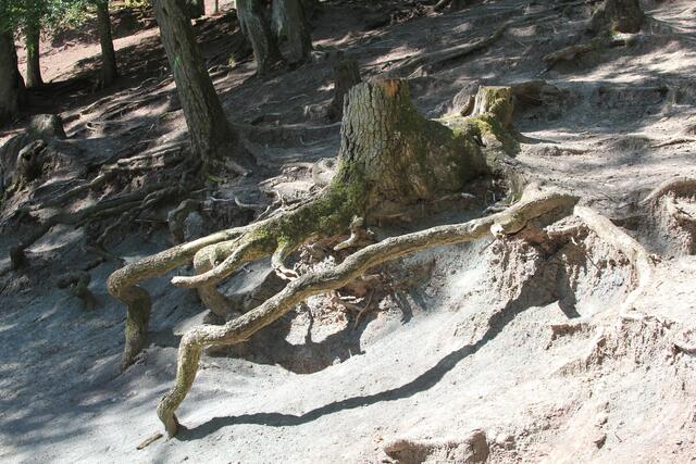 diese Wurzeln 🌞🌳😍🌞 | Foto: Ralf Röser