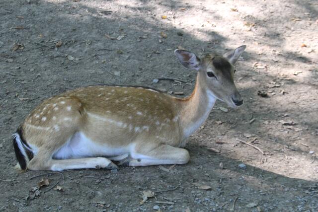 Päusle | Foto: Ralf Röser