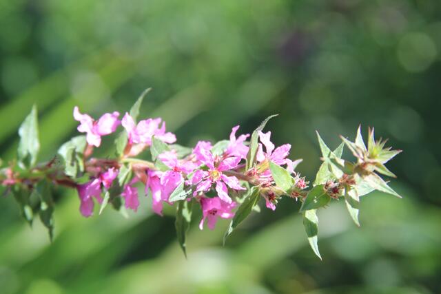 🌞🌳😍🌞 | Foto: Ralf Röser