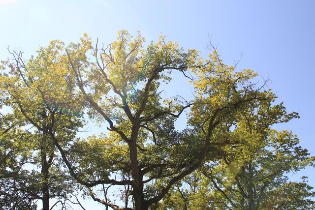 oben 🌞🌳😍🌞 | Foto: Ralf Röser