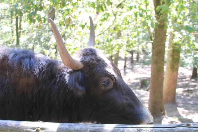 schau mir in die Augen | Foto: Ralf Röser
