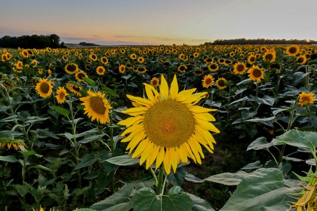 Sonnenblumenfeld am Abend bei Obereisesheim | Foto: Peter Rössler