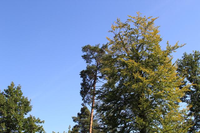 oben 🌞🌳😍🌞 | Foto: Ralf Röser
