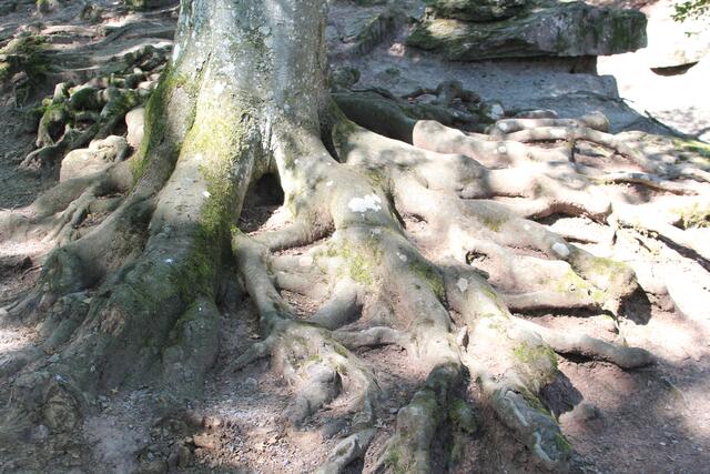 toll | Foto: Ralf Röser