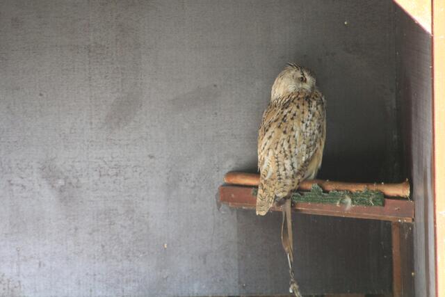 🌞🌳😍🌞 | Foto: Ralf Röser