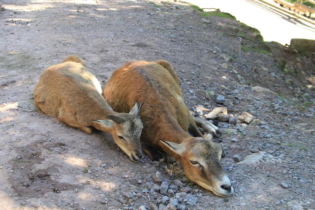 Päusle | Foto: Ralf Röser