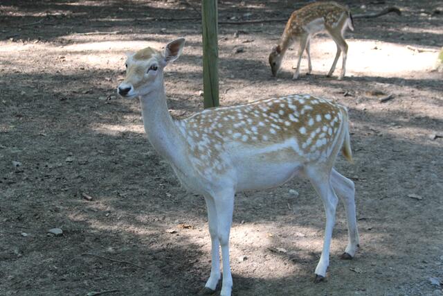 Hübsche | Foto: Ralf Röser