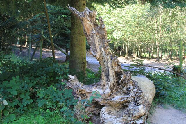 tolle Wurzel | Foto: Ralf Röser