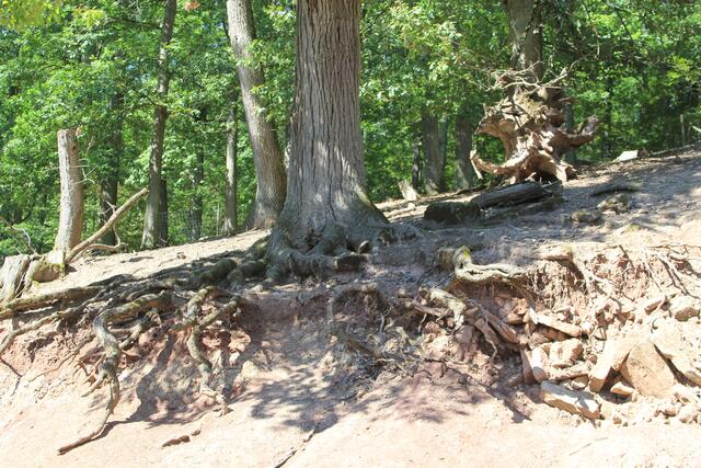 🌞🌳😍🌞 | Foto: Ralf Röser