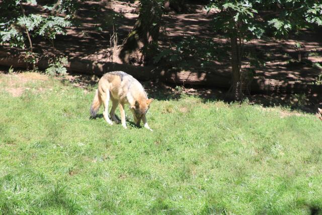 Wolf | Foto: Ralf Röser