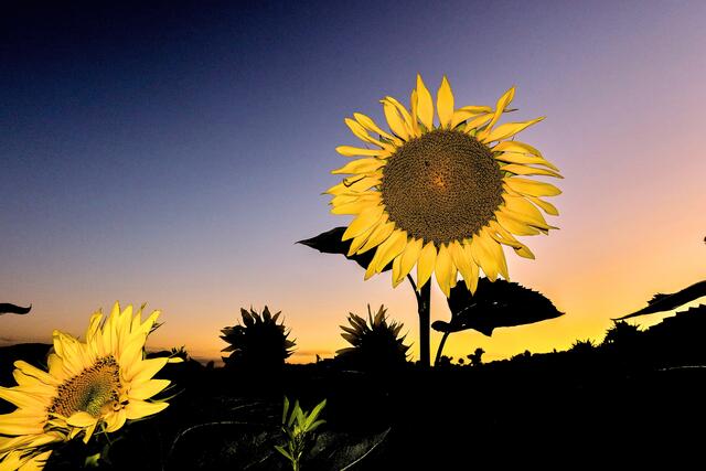 Sonnenblume am Abend bei Obereisesheim | Foto: Peter Rössler