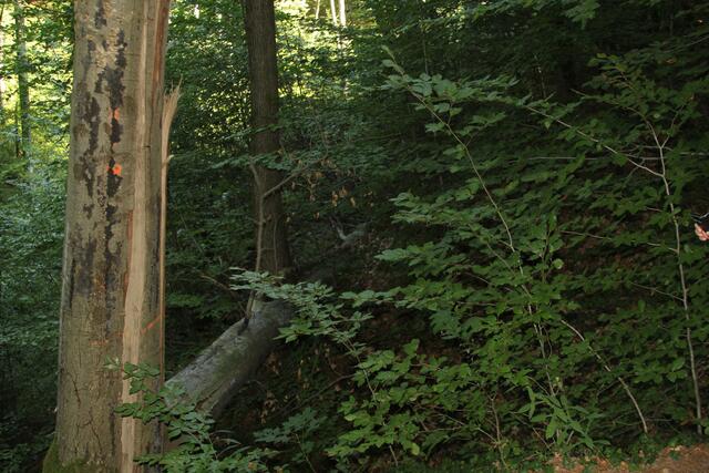 wow | Foto: Ralf Röser