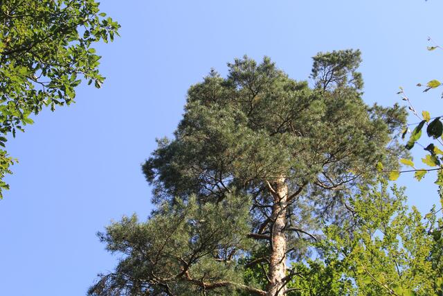 oben 🌞😍🌲 | Foto: Ralf Röser