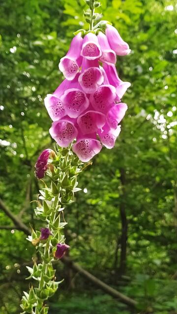 Fingerhut am Wegesrand | Foto: Sigrid Schlottke