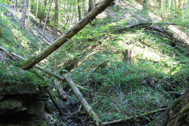 Wildnis pur | Foto: Ralf Röser