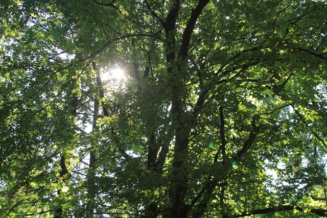 die Sonne blinzelt🌞 | Foto: Ralf Röser