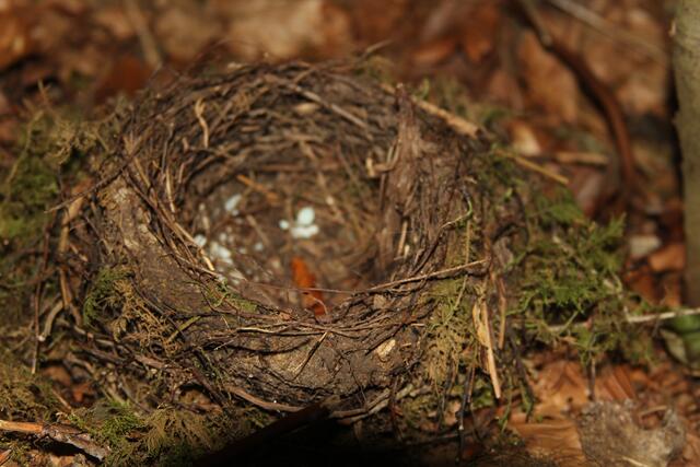 scheens Nestle | Foto: Ralf Röser